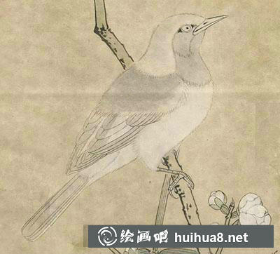 工筆畫教程怎么畫紅腹山雀