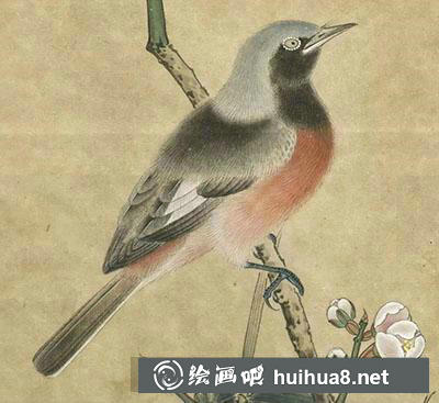 工筆畫教程怎么畫紅腹山雀