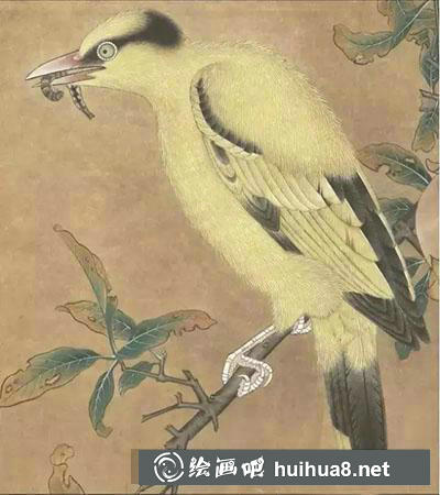 工筆畫教程怎么畫黃鶯