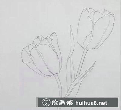 怎么畫工筆畫郁金香 怎么畫工筆畫郁金香