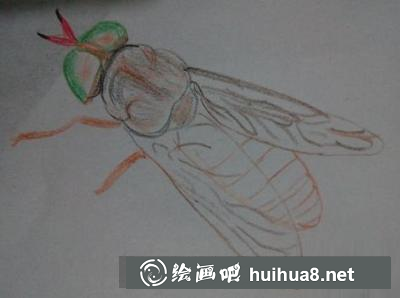 蒼蠅的畫(huà)法