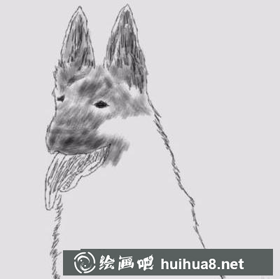職業(yè)犬的畫法
