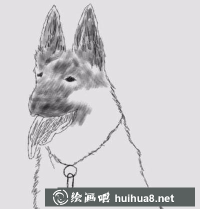 職業(yè)犬的畫法