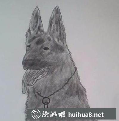 職業(yè)犬的畫法