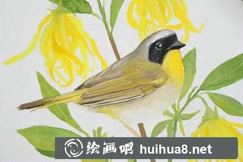 黃鸝水粉畫