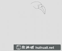 簡筆畫鴕鳥教程分享
