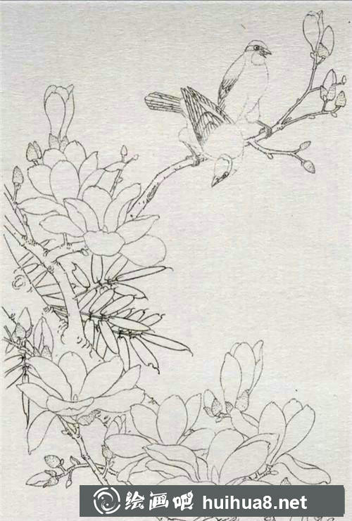 玉蘭花與黃鸝鳥工筆畫