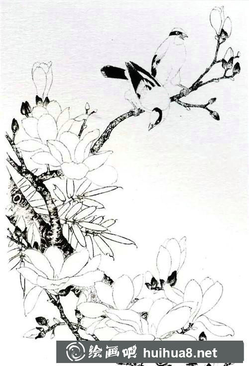 玉蘭花與黃鸝鳥工筆畫