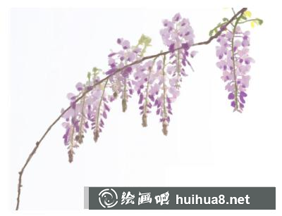 紫嫣花的畫(huà)法