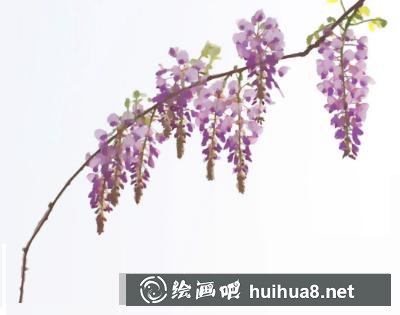 紫嫣花的畫(huà)法
