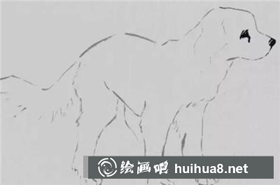 如何畫(huà)短毛狗