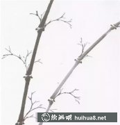 國畫竹韻：水墨竹子寫意技法
