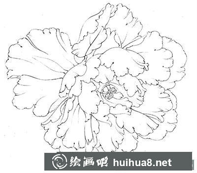 工筆畫教程怎么畫六色牡丹花頭