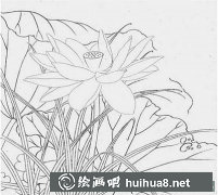 工筆畫(huà)荷花教程《玉蓮麗影》繪制方法