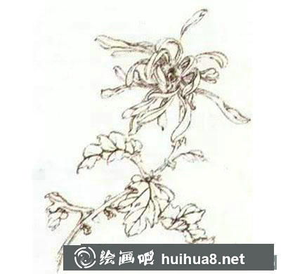 怎么畫工筆畫菊花