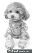 狗狗素描美圖共賞