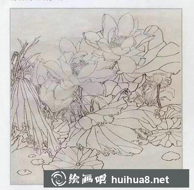 怎么畫工筆畫荷花