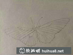 工筆畫蝴蝶繪制教程步驟詳解
