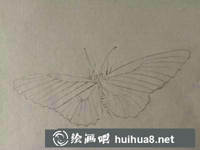 怎么繪制工筆畫(huà)蝴蝶教程