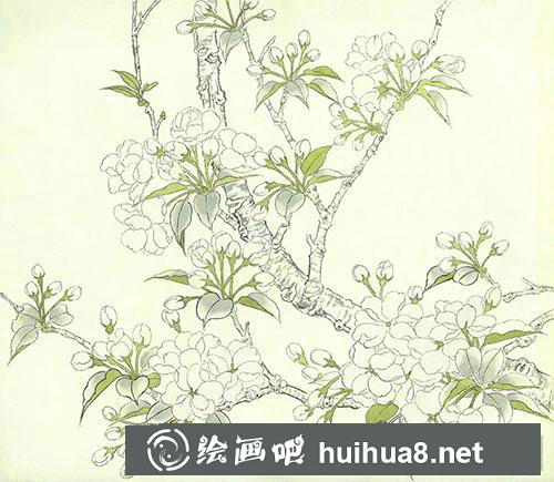 工筆畫教程：怎么繪制海棠花