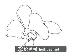 蝴蝶蘭工筆畫藝術(shù)魅力