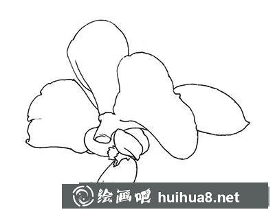 蝴蝶蘭工筆畫