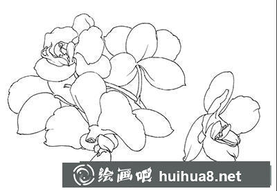 蝴蝶蘭工筆畫