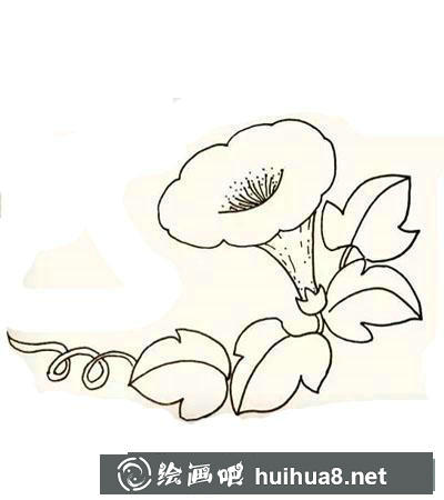 喇叭花怎么畫