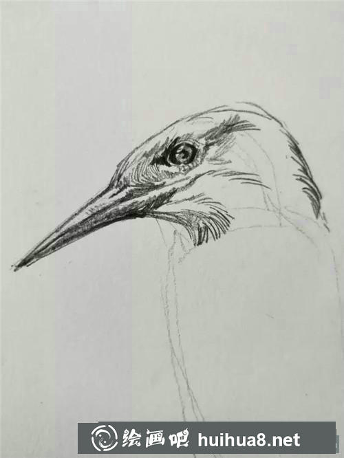 蜂鳥速寫