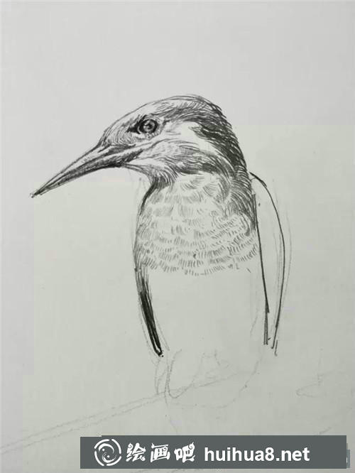 蜂鳥速寫