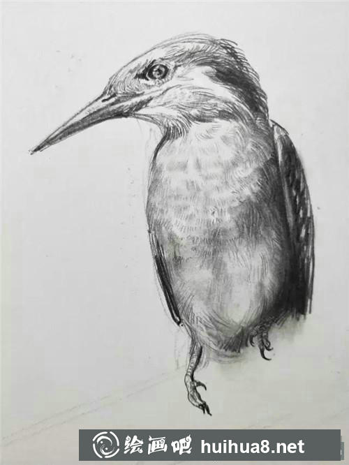 蜂鳥速寫