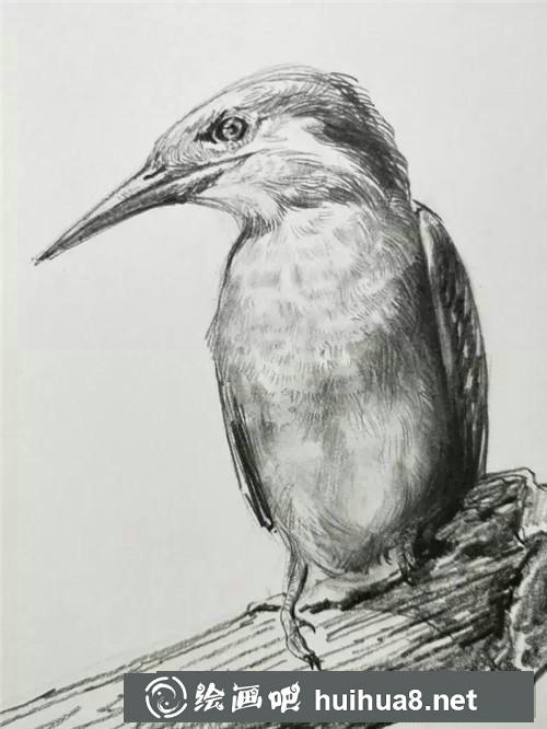 蜂鳥速寫