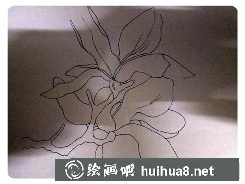 玉蘭花插畫