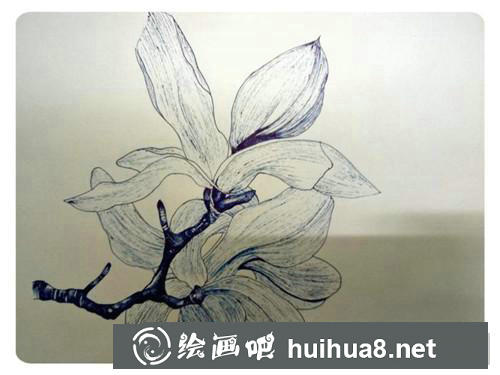 玉蘭花插畫