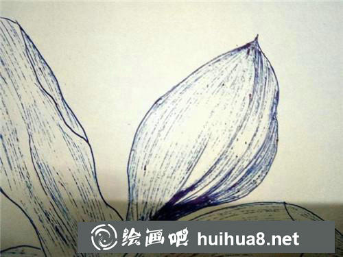 玉蘭花插畫