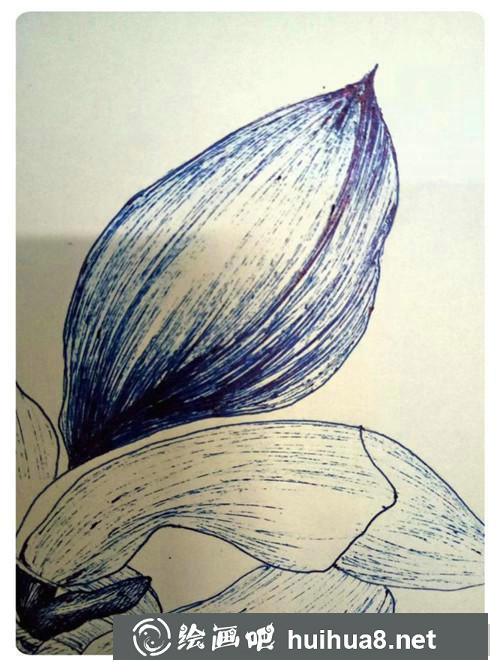 玉蘭花插畫