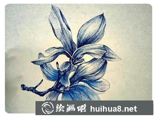 玉蘭花插畫