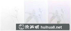 含羞草插畫步驟圖解