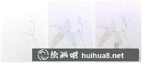含羞草插畫