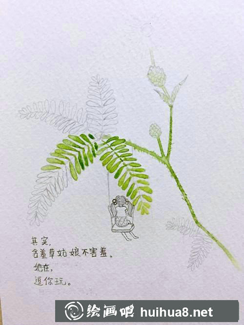 含羞草插畫