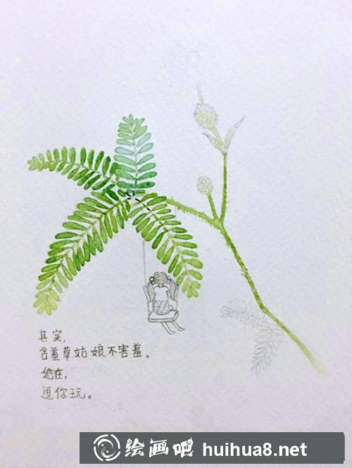 含羞草插畫