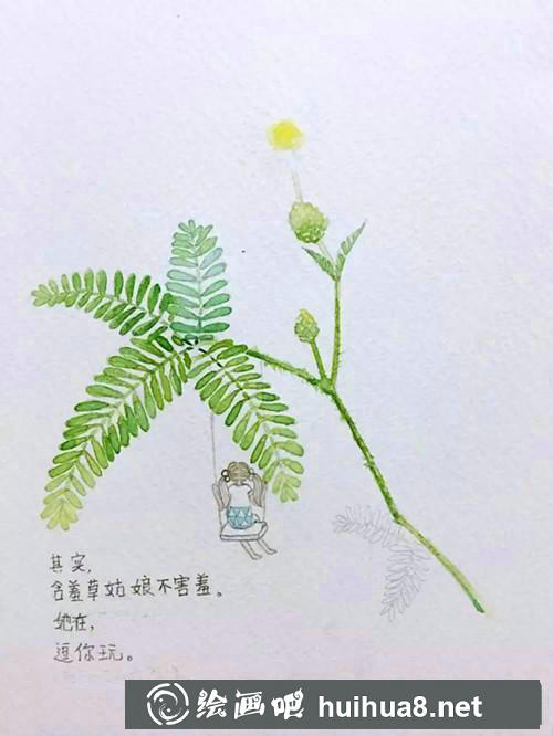含羞草插畫