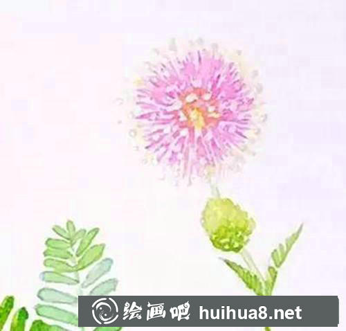 含羞草插畫
