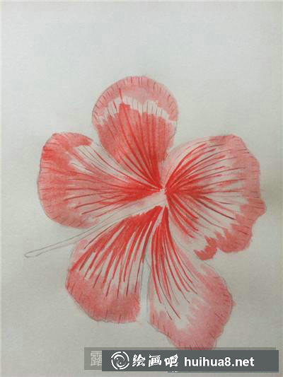 牡丹花水彩畫