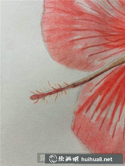 牡丹花水彩畫