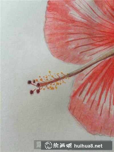 牡丹花水彩畫