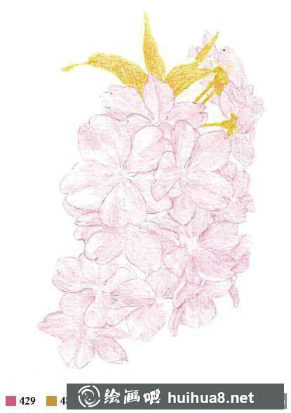 彩鉛櫻花畫法教程