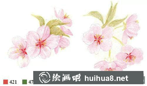 彩鉛櫻花畫法教程