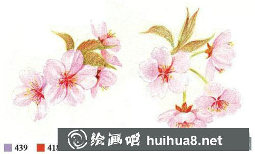 彩鉛櫻花畫法教程