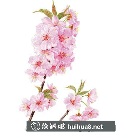 彩鉛櫻花畫法教程